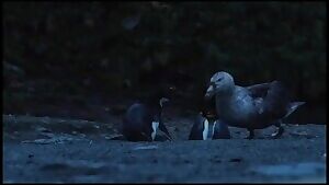 Giant Petrel and Skuas munching on some Macaroni