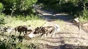 Antelope gets ripped open by African Wild Dogs