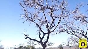 Leopard leaps through a tree after a monkey