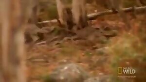 Dingoes chase down a Kangaroo