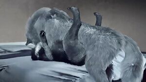 Winter wolves