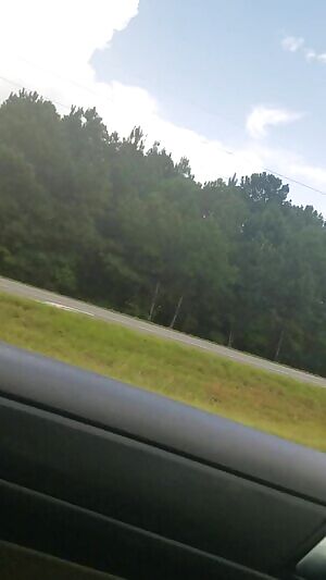 Little piggies spotted in the wild today 24 Aug 2019