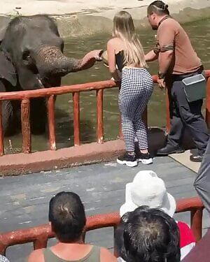 Connie Talbot feeding an elephant