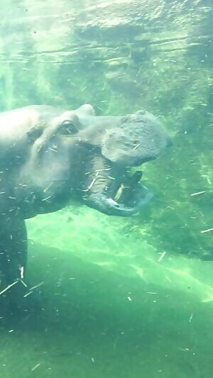 Hippo