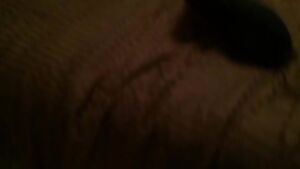 IMG 6948 - Create, Discover and Share GIFs on Gfycat