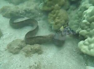 Yellowmargin Moray Eel killing a Yellow-headed Moray Eel