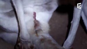 Joey crawls towards the pouch. Like a David Lynch movie.