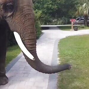 Elephants love fruits