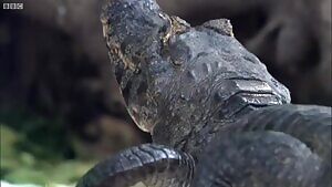 Caiman catches a baby stork and shakes it like a ragdoll