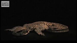 Monitor Lizard decomposition timelapse