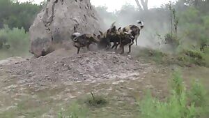 Warthog gets ripped to shreds by African Wild Dogs