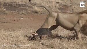 Lion disables the spine of a fellow pride member, leaves it's victim to drag themselves away.