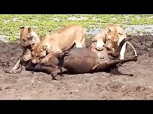 Two Dommes hold down a struggling male while a third bites his balls.