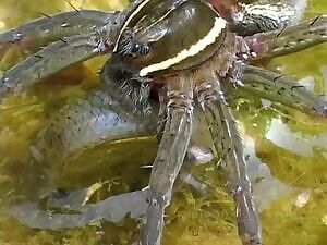 Spider liquefies a fish's flesh