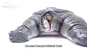 Attack of the land vaginas