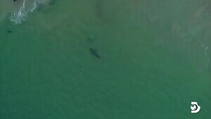 Shark attack