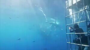 Hungry Shark