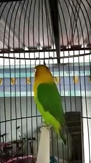 Sweet voice