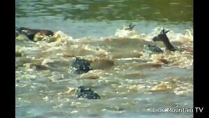 Crocodiles destroying a herd of migrating Gazelles