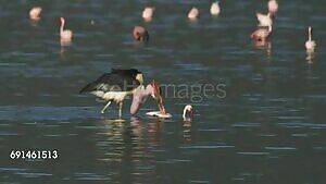Marabou Stork feeding on a Flamingo's back