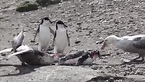 Giant petrel carnage