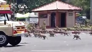 Hoards of starving monkeys storm Lopburi in central Thailand after the tourists who usually feed them fled due to Coronavirus