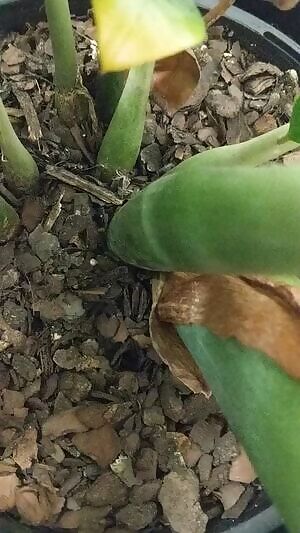 pot plant