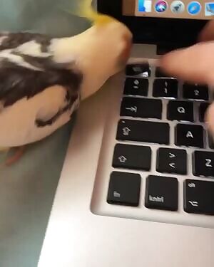 I'm posting this irrelevant bird here. He wants to escape, just like us. No need for vulgarities I respect all your genders.