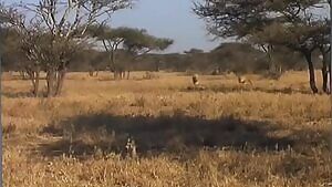 There's always a bigger cat...