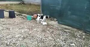 I finally get when a chick says men are dogs