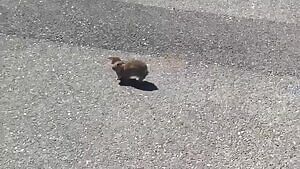 Least Weasel killing a rabbit kit