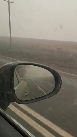 Forgotten victims of the Australian Bush Fires