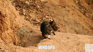 gaping anal creampie