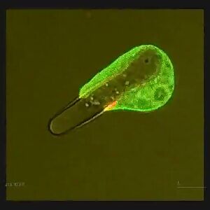 Amoeba trying very hard to engulf a yeast cell that is a little too big