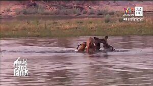 Hyena and african wild dogs team up against a nyala