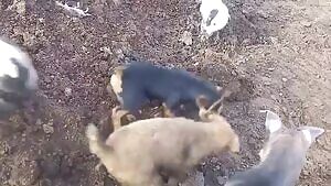 Houston looking for delicious food