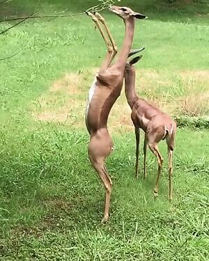 Deer-people