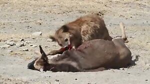 Hyena eats wildebeest alive
