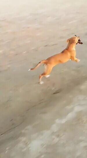 Someone trained this dog well