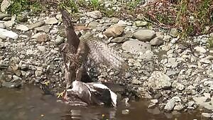 Hawk drowning a Duck while consuming it alive
