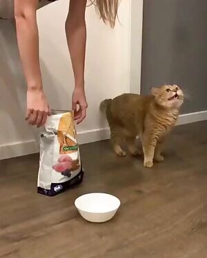 Is this what happens when Karen is sick and tired of cat begging for food.