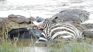 Zebra still alive after crocodile tore off its face