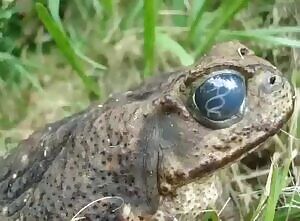 Frog with eye parasite