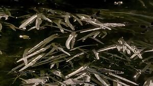 Another clip of Taylor Sands in Picture of Beauty