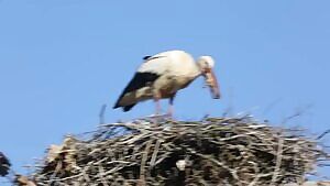 White Stork swallows its own chick